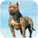 Pitbull Dog Simulator Mod Apk Unlimited Money 1.1.8